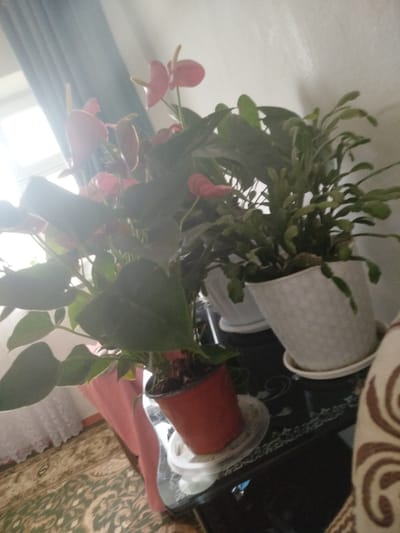 The image depicts an indoor scene featuring two potted plants placed on a glass-topped table. The plant on the left has large, dark green leaves and bright pink spathes, characteristic of an anthurium. The plant on the right appears to be a Christmas cactus or a similar succulent, with segmented green stems. Both plants are in pots, with the anthurium in a reddish-brown pot and the succulent in a white decorative pot.

The setting seems to be a living space, possibly a home. Behind the plants, a light blue curtain is visible, with bright light filtering through a window, suggesting daylight. The floor is covered with a patterned carpet in green and beige tones. A portion of a person's leg, wearing a pink garment, is visible on the left side of the image, indicating a human presence. A brown and white patterned upholstered object, possibly a chair or sofa, is partially visible on the right. The overall ambiance is domestic and serene. There is no visible text in the image.