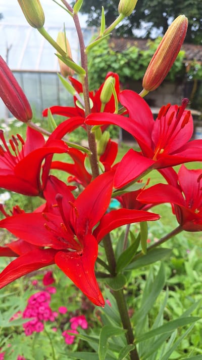 The image displays a close-up, rotated view of vibrant red lily flowers and buds. The flowers are in various stages of bloom, with some fully open, revealing their delicate petals and prominent stamens, while others are still tightly closed buds. The petals are a rich, deep red with subtle darker markings.
The stems of the lilies are dark and somewhat thick, supporting the weight of the blooms. Green leaves, also characteristic of lily plants, form a lush backdrop, creating a natural setting. In the blurred background, hints of other pink flowers and greenery suggest a garden environment. A section of what appears to be a glass structure, possibly a greenhouse or conservatory, is visible in the lower left quadrant, indicated by reflections and geometric shapes.
The lighting suggests it is daytime, with soft natural light illuminating the flowers. The overall mood is one of natural beauty and the abundance of summer blooms. There is no visible text in the image. The image is oriented such that the flowers are seen from a slightly elevated perspective, looking down on them.