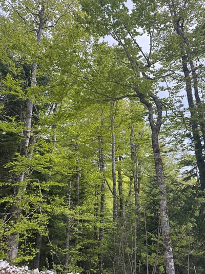 The image shows a view looking up into a dense forest in Katun Bačko brdo, Montenegro. The scene is dominated by trees with light gray bark and fresh, light green foliage, suggesting it is springtime. The trunks of the trees are largely vertical, though the image is rotated 90 degrees counter clockwise. Branches extend horizontally across the frame. Some darker evergreen trees are visible in the background. Light from the sky filters through the canopy.