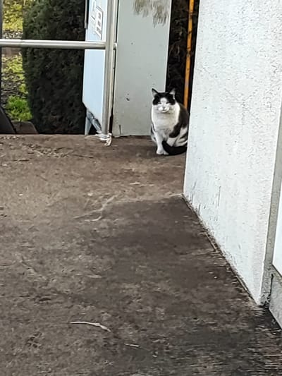 A black and white domestic cat is observed sitting on a weathered concrete surface in Obruchishte, Bulgaria. The cat is positioned in the middle-right of the frame, facing directly towards the viewer with its tail curled around its body. It exhibits a white chest, belly, and muzzle, contrasted by black fur on its head, back, sides, and tail. A distinct black mask pattern covers its eyes and ears. Behind the cat, a light-colored metal railing or barrier is visible on the left, adjacent to a vertical light-colored panel. Dark green foliage is present in the upper left background, with a narrow, dark recess containing a vertical yellow pipe or conduit to the right of the panel. A plain, light-colored wall or pillar borders the right edge of the image, partially obscuring the background. The concrete surface occupies the majority of the foreground.