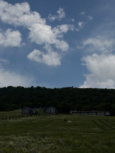 The image depicts a rural landscape in Dsegh, Armenia, under a partly cloudy sky. In the foreground, a vast, green meadow is covered with numerous small white flowers. Two animals, one black and one white, are grazing in the meadow. Further back, on a gentle slope, several modern, dark-colored buildings with large glass windows are visible. These structures appear to be houses or a resort. Behind the buildings, a dense, dark green forest covers a hillside. A faint line of what appears to be fencing or poles runs along the crest of the hill. The overall scene suggests a tranquil, natural setting with contemporary architecture integrated into the landscape.