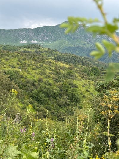 The image shows a mountainous landscape with lush green vegetation. In the foreground, there are various wildflowers, including purple and yellow varieties, growing amongst tall green stalks. The middle ground features rolling hills covered in dense green trees and shrubs, with patches of brighter green grass. In the background, rugged mountains rise, with some rocky outcrops and sparse vegetation. The sky is overcast with gray clouds. This scene is consistent with the natural scenery found in and around the city of Arkit, Kyrgyzstan, which is known for its mountainous terrain and abundant flora. There are no people or animals visible in the image, and no specific actions or interactions are depicted. The environment is natural and undeveloped.