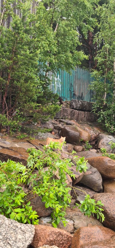 An orange cat stands on a rocky, wet surface with green foliage in the foreground, in Repino, Russia. The cat is positioned on a series of large, dark rocks, some of which appear wet and slick, suggesting recent rain. Behind the rocks, a weathered, teal-colored corrugated metal fence with graffiti is visible. Pine trees and deciduous trees with lush green leaves frame the scene, with some branches extending into the foreground. The ground appears to be a mix of earth, rock, and water runoff. The lighting suggests an overcast day.