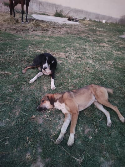 In Sultonobod, Tajikistan, two dogs are lying on a grassy area. In the background, the legs of a horse are visible, standing on dry grass and dirt. A light-colored concrete wall with vertical lines stretches across the middle ground, with some debris and vegetation near its base. The overall environment appears to be an outdoor, possibly rural or semi-rural, setting. The dogs are lying down, one black and white, the other tan and white, with no apparent interaction between them. The scene is captured from a slightly elevated perspective, looking down on the dogs.