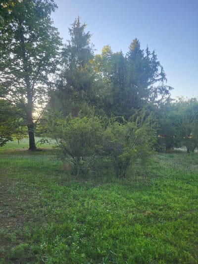 The image depicts a sunlit outdoor scene with lush green foliage and a clear blue sky. In the foreground, two dense, rounded bushes are prominent, situated on a grassy area with scattered smaller plants and some bare earth patches. Behind these bushes, a large deciduous tree stands to the left, its trunk dark and weathered, with sunlight filtering through its green leaves. Behind the deciduous tree and the bushes, a cluster of tall evergreen trees dominates the midground, with some of their branches appearing to overlap. The evergreens are dense and dark green, with sunlight catching the tips of some needles. The background is a clear, pale blue sky, with no visible clouds or atmospheric disturbances. The overall impression is one of a peaceful, natural landscape. This scene is likely a park or a forested area, possibly located in Khotsky, Ukraine, given the type of vegetation and the clear, bright sky. There are no people or animals visible in the image, nor any signs of human activity beyond what appears to be a path or clearing to the right of the bushes.