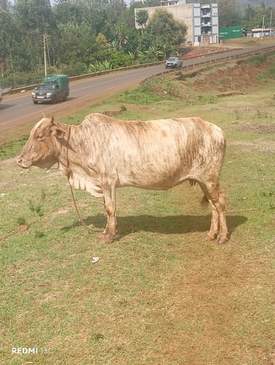 A brindle-patterned cow, primarily light brown and cream with darker, irregular vertical stripes, stands in profile facing left on a patch of sparse green and dry grass in Nkomo ward, Kenya. The bovine exhibits short horns and has a thin, light-colored rope tethered around its neck, extending to the ground on its left side. In the midground, a two-lane paved road runs diagonally across the frame, positioned on a slight incline above the cow. A metal guardrail borders the road. Traffic includes a dark-colored pickup truck with a green canopy moving left in the nearest lane, and a lighter-colored SUV or pickup truck moving right in the far lane. A third dark vehicle is partially visible on the far left of the road. The road is flanked by reddish-brown earth embankments. The background features dense green vegetation, including numerous trees and bushes. Above the vegetation, a multi-story building with a grey, possibly concrete, facade and visible balconies is present, appearing to be under construction or recently completed. To the right of this building, a large green container is discernible. Utility poles are interspersed within the foliage. The scene is illuminated by natural daylight, casting shadows.