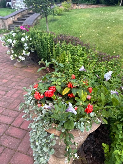 This is a ground-level, full-shot, outdoor photograph taken in Yukki, Russia. The scene focuses on a large, textured, stone planter filled with a variety of flowering plants. The planter is situated on a paved walkway made of reddish-brown brick pavers. Cascading down the side of the planter are delicate, silvery-green, heart-shaped leaves. Among the foliage, bright red impatiens and pale purple petunias are in bloom. The background consists of lush green grass, manicured shrubs, and a section of stone stairs leading upwards. White petunias in another planter are visible on the left side of the frame, near the stairs. The overall impression is a well-maintained garden setting.