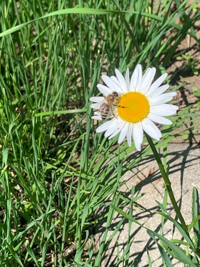 A bee is shown pollinating a daisy with a bright yellow center. The daisy is surrounded by lush green grass, and in the background, a concrete or stone surface is visible, casting dappled shadows. The scene is set outdoors during the daytime, possibly in a park or garden.
