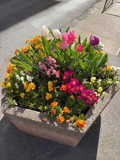 A hexagonal, exposed aggregate concrete planter is centrally positioned on a paved surface in the city of Saint-Jean-de-Luz, France. The planter is densely filled with a variety of flowering plants and green foliage. Prominently featured are tulips in white with pink veining, bright pink, and deep purple/magenta. Below these, clusters of fuchsia primroses with yellow centers, numerous yellow, orange, and white pansies/violas, and pink snapdragons are visible. The surrounding ground consists of dark grey asphalt in the foreground and to the left, transitioning to a lighter grey paved surface, possibly concrete or tile, on the right and in the background. Strong natural sunlight illuminates the scene from the upper left, casting defined shadows; the planter itself casts a shadow, and a distinct shadow resembling a vertical pole or lamp post is visible on the lighter paving. No individuals are present.