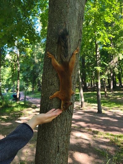 A squirrel is clinging upside down to a tree trunk in a park, reaching out to take food from a person's open palm. The person's arm, wearing a dark grey and black patterned jacket, is visible on the left side of the image, with their hand extended toward the squirrel. The squirrel has reddish-brown fur and a bushy tail. The background consists of a sun-dappled park with lush green trees and a dirt path. The scene appears to be in the city of Ramenskoye, Russia, possibly in a public park such as Memorial Park or Salyut Park, given the typical urban park environment depicted.