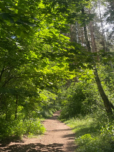 A sun-dappled dirt path winds through a lush green forest in Kotelniki, Russia. Dense foliage, including broad green leaves and a variety of shrubs, lines both sides of the path. Sunlight filters through the canopy, creating patches of light and shadow on the ground. In the background, the trunks of tall trees, some with speckled bark, are visible, suggesting a mixed forest. The path appears well-trodden and leads into the distance, inviting exploration. There are no people or animals visible in the image. The overall impression is one of a peaceful, natural setting.
