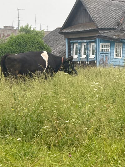 A black and white cow stands in a field of tall grass and wildflowers in front of a blue wooden house with a corrugated metal roof in the village of Tatishchev Pogost, Russia. The house has white-trimmed windows, some of which are decorated with carved wooden trim. To the left of the house, there are some green bushes and a few buildings with antennas in the background under an overcast sky. The cow is facing left and its head is down, grazing in the grass.