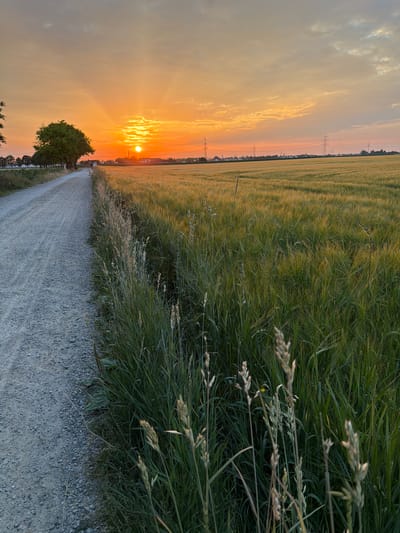 The image depicts a rural scene at sunset in Poing, Germany. The foreground is a gravel road that curves into the distance, flanked by tall green grass on the right. To the left of the road, a vast field of golden wheat stretches towards the horizon. The sky is a canvas of warm orange and yellow hues, with the sun low on the horizon, casting long rays of light. Wisps of clouds are illuminated by the setting sun. In the distance, there are a few trees, some power lines, and a hint of a small village. The overall atmosphere is peaceful and serene, evoking a sense of tranquility associated with the end of a day. The time of day is clearly sunset, and the weather appears clear and calm. There are no visible text elements in the image.