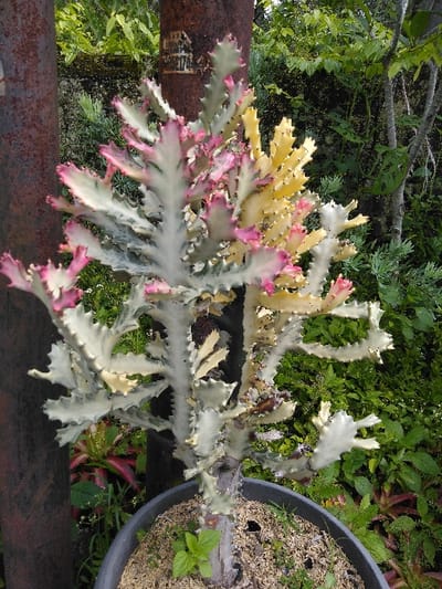 The image displays a potted, variegated Euphorbia trigona plant, approximately one meter in height, situated outdoors in San Cristóbal, Costa Rica. The plant exhibits distinct white and light green stems, with prominent sections of bright pink and yellow variegation concentrated on its upper branches. It is contained within a dark gray cylindrical plastic pot filled with a light brown, fibrous soil substrate, from which a few small green weeds are growing. To the left of the plant, a weathered, rust-colored metal pole with an indistinct, faded label or marking is visible. The background consists of dense, mixed green foliage, including larger-leaved plants and finer herbaceous growth. A reddish-pink plant is partially visible in the lower-left background. The scene is illuminated by natural daylight. No individuals are present.