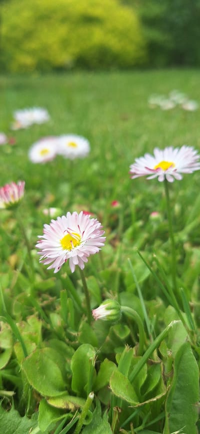This close-up image, captured in Konceptas, Lithuania, showcases a natural scene dominated by common daisies (Bellis perennis) and verdant green foliage. The photograph appears to be taken during the daytime, under bright and clear weather conditions.

The primary subject is a vibrantly detailed common daisy positioned in the lower-right quadrant of the image. It features numerous light pinkish-white petals radiating from a distinct bright yellow center, with some petals displaying hints of deeper pink. To the right of this blooming flower, a daisy bud, still enclosed mostly by green sepals with just a peek of pink petals, is visible amongst the grass, suggesting new growth.

The immediate foreground and midground are composed of various shades of green, including blades of grass and broader, textured leaves, providing a rich, natural setting for the flowers. The depth of field is shallow, allowing the foreground daisy and bud to stand out sharply, while the background elements are softly blurred.

In the out-of-focus background, several other daisies, with their characteristic white and yellow hues, are faintly visible, scattered across a gentle expanse of blurred green, indicating a lawn or meadow. A denser, lighter green area on the far-left suggests more distant foliage, possibly a bush or hedge. The overall impression is one of serenity and the simple beauty of nature. There is no visible text in the media file.
