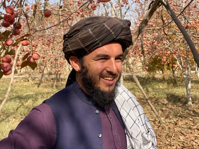 A male individual is observed smiling in an orchard located in Bazar-e Panjva'i, Afghanistan. The subject wears a dark brown turban with horizontal light stripes, a dark purple long-sleeved shirt, and a dark blue sleeveless vest. A white and black checkered scarf is draped over his left shoulder. He possesses a dark beard and is looking towards the viewer's left. The background contains multiple deciduous trees laden with spherical, reddish-orange fruits, consistent with persimmons. The ground is partially covered with dry leaves and green vegetation. The scene is illuminated by natural daylight.
