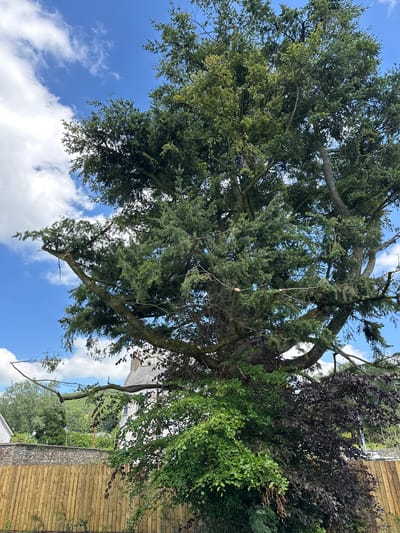 In Baltinglass, Ireland, an image captures a large, mature coniferous tree in full foliage against a bright blue sky dotted with fluffy white clouds. Several branches of the tree have been recently trimmed, evidenced by the clean cuts visible. Below the coniferous tree, a smaller tree with dark purple leaves and another with bright green leaves are growing. In the background, a stone wall and a new, tall wooden fence are visible. Behind the fence and wall, a white building with a distinct steeple, likely a church or historical structure, can be seen nestled amongst green hills. The overall scene suggests a well-maintained garden or park area within the town.