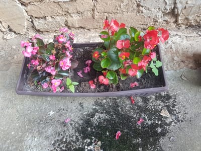 In Lomets, Bulgaria, a rectangular brown planter holds two clusters of vibrant begonias. The left side features delicate pink flowers with dark green leaves, while the right boasts bold red blooms with the same rich foliage. The planter sits on a textured concrete surface, which appears somewhat damp and mossy in patches, suggesting recent watering or perhaps rain. Behind the planter, a weathered brick wall forms the backdrop, its rough, uneven texture hinting at an older structure. Fallen petals, both pink and red, are scattered on the concrete around the planter, some in the damp areas. The lighting suggests it is daytime, with no distinct shadows indicating a specific time of day. The scene is one of simple natural beauty, focusing on the colorful flowers and their rustic surroundings. There is no visible text in the image.
