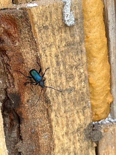 A beetle with a shiny, dark blue body and long, black antennae and legs is crawling on a weathered wooden surface. The wood appears to be part of a structure, with foam insulation visible in the background. There are also traces of white residue or mineral deposits on the wood. This image was taken in Aprilovo, Bulgaria.