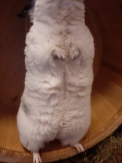 An extremely blurry, top-down shot shows a small, fluffy, white creature standing upright on its hind legs, facing away from the camera. The creature's front paws are held together in front of its chest, and it has dark markings on its fur. The creature appears to be inside a wooden enclosure. The background is a dark brown, and the floor of the enclosure is a lighter brown wood. The image appears to have been taken indoors. No specific location in Kolpino, Russia can be identified from this image.