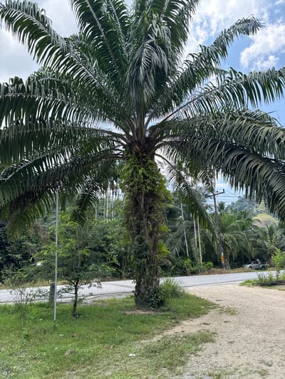 The image depicts a palm tree standing tall beside a road in Tambon Song Phraek, Thailand. The tree's trunk is visible, covered with some clinging vegetation. Its fronds stretch upwards towards the cloudy sky. A road runs parallel to the tree, with greenery lining its edge. Power lines are visible in the background, traversing between the other palm trees. Another road follows on the other side of the palm tree. The scene suggests a rural or suburban environment.