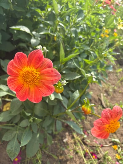 An overhead shot captures a vibrant red-orange dahlia flower in the foreground, its petals unfurling towards the viewer. The dahlia's center is a dense cluster of yellow stamens, creating a striking contrast with the red-orange petals that exhibit subtle yellow streaks. To the right of the main flower, a smaller, partially bloomed dahlia of a similar hue is visible, accompanied by two unopened buds. The backdrop is a lush garden of green foliage, with hints of other colorful flowers and the earthy brown soil of the ground. The lighting suggests a sunny day, with some areas of dappled light and shadow. This image was taken in a garden in Bolshelug, Russia.