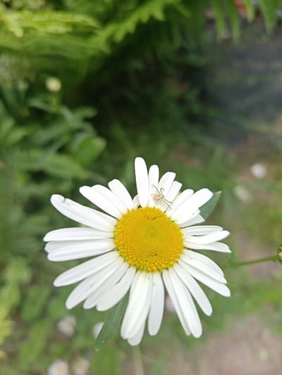 A close-up shot focuses on a white daisy with a yellow center. A small, light-colored spider is perched on one of the daisy's white petals. The background consists of blurred green foliage, suggesting an outdoor setting, likely in a garden. The image does not contain any information pertaining to Koryazhemka, Russia.