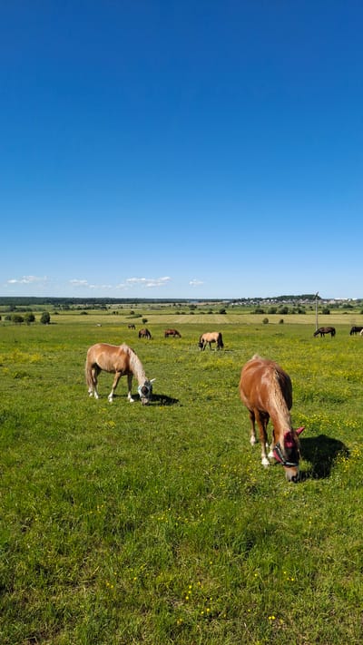 A herd of horses grazes in a lush green field under a clear blue sky in Kaporskoe, Russia. The field is dotted with small yellow wildflowers, and in the distance, a treeline borders the horizon, beyond which a few buildings are visible. Two horses are in the foreground, one light brown with a white mane, and another darker brown with a pink halter, both with their heads down grazing. Other horses are scattered throughout the field, some closer to the treeline, also grazing. The scene is idyllic and peaceful, depicting a typical rural summer day.