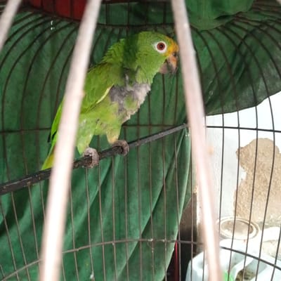 A green parrot with yellow plumage on its head and a red iris is captured inside a metal birdcage in El Limón, Venezuela. The parrot is perched on a black, horizontal bar, gripping it with its feet. Its chest feathers appear sparse and gray. The interior of the cage is lined with a draped, dark green fabric. To the right, outside the cage, a white wall exhibits areas of brown, peeling paint. In the lower right background, behind the cage bars, a round, light-colored dish is visible above a white, multi-compartment feeder. The photograph is taken through the vertical bars of the cage, some of which are out of focus in the foreground.
