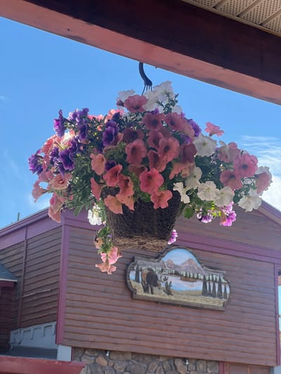 A hanging basket of colorful petunias is suspended from a wooden overhang, against a bright blue sky. The flowers are a mix of pink, purple, and white. Below the flowers, a rustic wooden building with horizontal siding is visible. A decorative wooden sign depicting a moose, mountains, and a body of water is mounted on the building's exterior. The building has a stone foundation at its base. The scene appears to be an outdoor setting, possibly in a town or resort area, given the style of the building and signage. The image is shot from a slightly low angle, looking up towards the hanging basket and the sky. The overall impression is one of a pleasant, sunny day in a natural or themed environment.