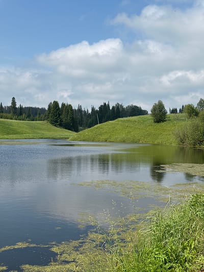 The image depicts a natural landscape with a body of water in the foreground and rolling green hills in the background under a partly cloudy sky. The water is calm and reflects the sky and surrounding scenery. Patches of green algae are visible on the surface of the water. Tall green grass and various plants line the edge of the water on the right side of the image. The hills are covered in lush green grass and are dotted with trees, primarily coniferous, forming a dense forest along the horizon. A few scattered trees and shrubs are also present on the hills. The sky is a bright blue with scattered white clouds. There are no people or man-made structures clearly visible in the image, suggesting a rural or natural setting. The location is described as being in the city of Sredneye Kechevo, Russia.