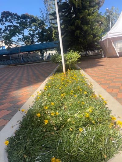The image depicts an outdoor area within the grounds of a hospital complex in Kenya, suggesting proximity to a hospital ward building.
In the foreground, a triangular flower bed bordered by light grey concrete runs diagonally from the lower left to the middle right. This bed contains dense green foliage interspersed with numerous open yellow flowers. To the right of the flower bed, the ground is paved with reddish-brown interlocking pavers arranged in a diagonal pattern, with strong sunlight casting distinct shadows. A tall, slender white pole rises vertically from the flower bed near the center of the frame.
In the midground, to the right, a large, dark green coniferous tree is visible, partially obscuring a white tent structure with an open side, suggesting a temporary outdoor shelter. To the left, a blue-roofed, arched walkway with blue railings extends horizontally. Underneath this covered walkway, two indistinct human figures are visible; one appears to be standing or walking, wearing a light-colored top, while the other is further back and less defined.
The background features a building with a light-colored (possibly blue or white) upper facade behind the walkway. A clear blue sky dominates the upper portion of the image. Various green trees, some with red blossoms, are scattered across the background, indicating lush vegetation. The scene is illuminated by strong, direct sunlight, suggesting daytime conditions.