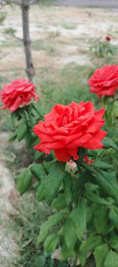 A close-up shot captures the vibrant red petals of a rose in the foreground, with its delicate layers unfurling towards the viewer. Behind it, another red rose is visible, slightly out of focus. In the background, a thin tree trunk stands to the left, while soft green foliage and a patch of dry earth fill the rest of the scene. The overall impression is one of natural beauty, perhaps a garden or a park setting. The lighting suggests it is daytime, with diffused light creating a soft focus on the background elements. No people or text are visible in the image. The location context of Mehrabad, Uzbekistan, adds a layer of geographical specificity to this serene depiction of blooming roses.