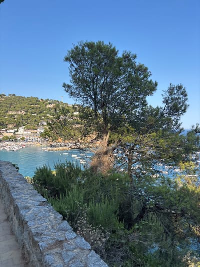 The image shows a view of the harbor of Llafranc, Spain, from an elevated position. In the foreground, a rough stone wall runs along the edge of a pathway, with dense green bushes growing behind it. A large pine tree with pinecones is prominent in the mid-ground, its branches partially obscuring the view of the harbor. The harbor itself is filled with numerous white boats of various sizes. In the background, a hillside is covered with green trees and dotted with white buildings, characteristic of a coastal town. The sky is a clear, bright blue. The overall scene is serene and picturesque, capturing a typical Mediterranean coastal landscape.