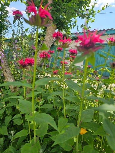 This image captures a vibrant garden scene, likely in Skadovsk, Ukraine, on a bright, sunny day. The primary subjects are a cluster of bright pink bee balm flowers, their spiky petals reaching towards the sky. These are interspersed with various green foliage, creating a lush and full backdrop. A rough-barked tree trunk is visible, adding a natural element to the composition. In the background, a building with teal-colored siding and a white roof can be seen, suggesting a residential setting.
The perspective is from a low angle, looking upwards through the plants, which creates a sense of depth and immersion in the garden. The focus is sharp on the pink flowers and surrounding leaves, while other elements, like the building and distant vegetation, are slightly blurred. A small, bright yellow object, possibly another flower or a piece of debris, is nestled among the green leaves on the right side of the frame. The sky is a clear, bright blue with a few scattered white clouds, indicating fair weather. The overall mood conveyed is one of natural beauty and tranquility, with the vivid colors of the flowers adding a cheerful touch. There is no visible text in the image.
