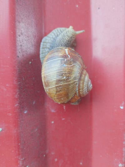 A close-up, top-down view captures a snail on a textured red surface. The snail is oriented diagonally from the top left to the bottom right. Its shell, a spiral of brown and beige, is the focal point, showing clear concentric lines and some visible cracks. The snail's head and a portion of its body, with a grey, ribbed texture, extend from the top of the shell towards the upper left of the frame. The red surface appears to be metal, possibly weathered, with a slightly uneven sheen and speckled with small white and dark particles, suggesting dirt or debris. The lighting is natural and appears to be overcast, casting soft shadows. The scene is devoid of any human presence. The image was taken in the Вароніцкі сельскі Савет, Belarus.