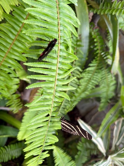 In the tropical greenery of Icod de los Vinos, Spain, two insects rest on the fronds of a fern. In the upper portion of the frame, a black and red insect, possibly a beetle or a type of fly, is positioned lengthwise on a fern leaf. Below it, on another frond, a zebra longwing butterfly, characterized by its black wings with white stripes, is perched. The fern leaves are vibrant green and appear slightly wet, suggesting a humid or recently rained-upon environment. The background is a blur of more lush vegetation, with hints of darker soil and possibly rocks.