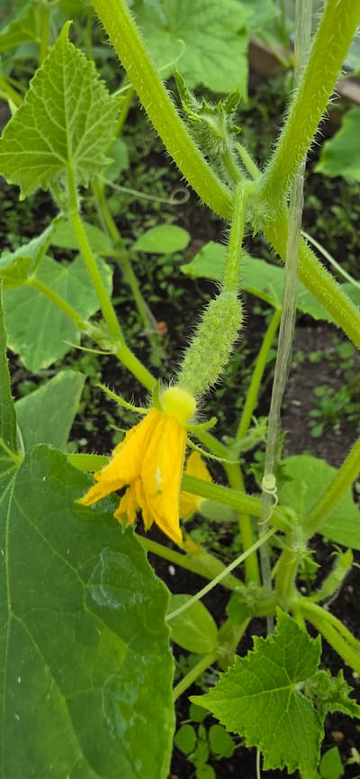 The image shows a close-up of a cucumber plant in a garden setting. The main subject is a small, green cucumber with developing prickles, attached to a stem. A yellow cucumber flower with delicate petals is visible below the developing fruit. The stem of the plant is thick, green, and covered in fine white hairs. Several large, serrated green leaves are also visible, some with a slightly glossy texture. The background consists of dark soil and other green foliage, suggesting an outdoor environment. A thin, translucent string or support is visible running vertically on the right side of the image. The scene is well-lit, with natural light highlighting the textures and colors of the plant. The location of Электротехник Снт, Russia, implies a temperate climate suitable for gardening.