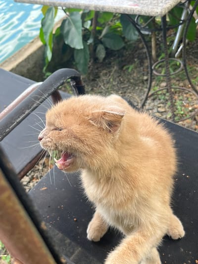 A ginger kitten is on a black chair with its mouth open, appearing to yawn or meow. The kitten is in the foreground, with its head turned to the left. In the background, there is a body of water, green foliage, and a table with a metal base. The scene is outdoors, possibly in a garden or patio area, and the environment suggests a tropical or subtropical climate. The location is identified as Sơn Điền, Vietnam.