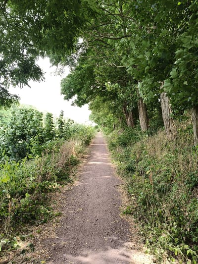 A dirt path, lined with lush green trees on the right and dense foliage on the left, extends into the distance under a bright sky. The path is mostly gravelly with some scattered leaves. The trees on the right have rough, textured bark and are heavily leafed, creating a canopy overhead. The foliage on the left is a mix of green leaves and dried grasses. The scene suggests an outdoor, natural setting, possibly a park or a trail within a wooded area in Dourges, France. No people or animals are visible in the image.