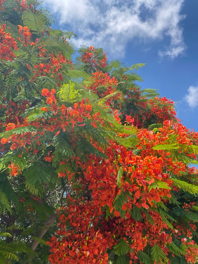 The image depicts a flamboyant tree in bloom, its vibrant orange flowers and feathery green leaves dominating the frame. The tree is set against a bright blue sky dotted with fluffy white clouds, suggesting a clear, sunny day. The viewpoint is looking upwards into the canopy of the tree. The photograph does not show any people or specific landmarks that would indicate a precise location within Yeroskipou, Cyprus, other than the presence of this type of tree, which is common in warmer climates. The scene is natural and peaceful, focusing on the beauty of the flowering tree and the sky.