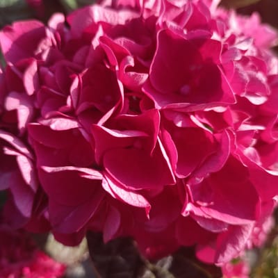A close-up, top-down shot focuses on a vibrant cluster of pink hydrangea flowers. The petals are intensely colored, with some areas appearing almost fluorescent due to the bright sunlight. Shadows cast by the overlapping petals create a textured, almost velvety appearance. The background is blurred, showing hints of green foliage and darker, out-of-focus shapes. The overall impression is one of lush, abundant floral beauty, with the sharp details of the petals and the play of light and shadow being the dominant visual elements. The image was captured outdoors, likely in a garden setting, given the natural light and the presence of plant life. The Municipal District of Adare — Rathkeale, Ireland, is a rural area known for its picturesque landscapes and historic sites, making it a plausible location for such a scene.