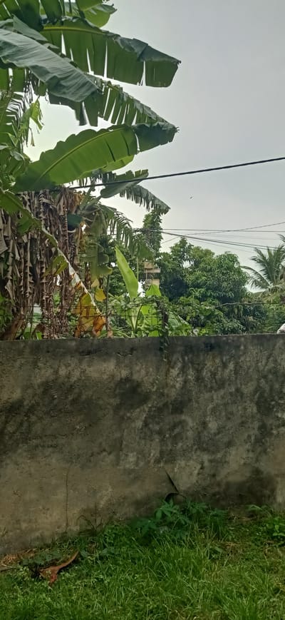 This is a medium shot of a backyard scene in Tambontunong, Indonesia. The foreground features a rough, textured concrete wall with patches of moss and some cracking. Lush green grass grows along the base of the wall, with some dry leaves and debris scattered within it. Behind the wall, a dense collection of tropical foliage is visible. Large banana leaves, some green and some dried and brown, dominate the upper left portion of the frame. Beyond the banana plants, a variety of other trees and vegetation can be seen, including what appear to be coconut trees on the right. Power lines crisscross the sky, and a utility pole is visible amongst the trees. The sky is overcast and pale, suggesting it is either early morning, late afternoon, or a cloudy day. There are no people or animals visible in the frame, and no text is present. The overall impression is one of a humid, tropical environment.