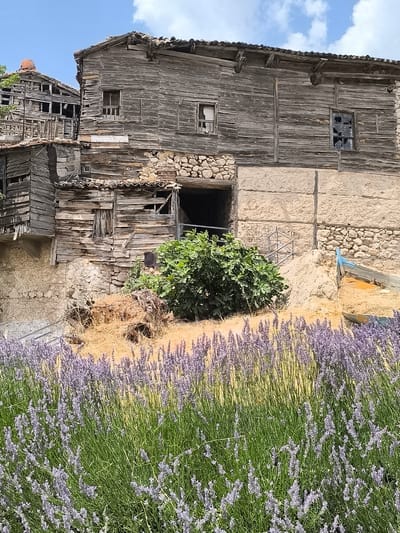 The image depicts a cluster of weathered, wooden buildings with partially collapsed roofs, suggesting decay and abandonment. The structures are built with rough-hewn timbers and some sections are faced with stone. Multiple windows are broken, some with glass shards remaining. A lush green bush grows in front of one of the buildings, and a field of lavender flowers occupies the foreground, extending across the bottom of the frame. The sky above is blue with scattered white clouds. This scene is located in the historic town of Eğirdir, Turkey, known for its well-preserved Ottoman-era architecture and surrounding natural beauty.