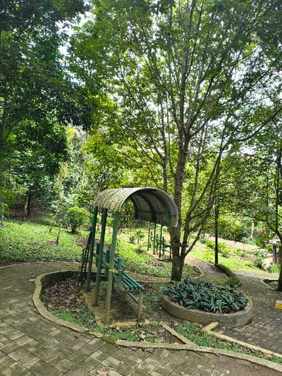The image captures a serene outdoor scene in what appears to be a park or garden setting, taken during bright daylight. The primary subjects include a wide, paved pathway, a large tree, and a small, open-sided shelter.
The pathway, made of light grey interlocking paver bricks, gently curves from the bottom right of the frame towards the center-left, bordered by a natural edge of soil and grass. A mature tree with a dense, spreading green canopy stands prominently in the mid-ground, providing ample shade. Beneath this tree is a rustic, open shelter or gazebo-like structure. It features a distinctive curved roof, possibly made from woven natural fibers or slats, supported by green-painted wooden or bamboo poles.
Adjacent to the shelter, on the right side of the path, is a circular, raised planter, likely constructed from concrete or stone, filled with vibrant, dark green foliage. The surrounding area consists of well-maintained grass, with scattered dry leaves on the ground, indicating a natural environment. In the background, more lush greenery and trees are visible, suggesting an expansive green space.
No specific activity or event is taking place; the scene is static and devoid of people. The time of day is bright, likely late morning or early afternoon, with sunlight filtering through the tree canopy, creating dappled light and shadows. The weather appears clear and sunny. The abundant, dense foliage and the style of the shelter evoke a tropical or subtropical climate, consistent with the given location context of Sindangjaya, Indonesia. The overall atmosphere is peaceful and natural. There is a small, blurry yellow sign visible in the distant background, and a yellow marker on the green support of the shelter, but no discernible text can be read on either.