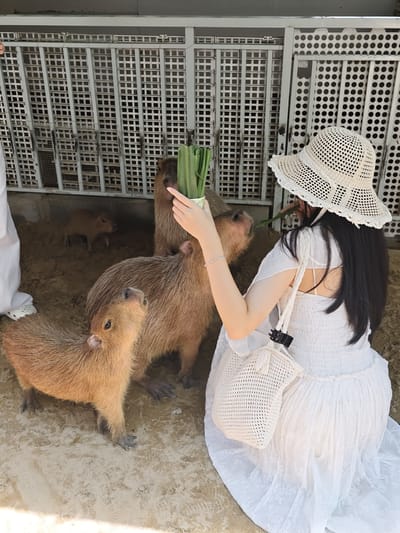 A woman wearing a white, crocheted hat and a white dress kneels on sandy ground, holding a bunch of green stalks. She is facing away from the camera, towards several capybaras. One capybara is in the foreground, looking up at her. Another larger capybara is behind it, and a third capybara is in the mid-ground, also looking at the stalks. A very small capybara is visible in the background. The scene appears to be an enclosure, with a white metal fence in the background. The ground is sandy with some dirt. The woman has a woven bag slung over her shoulder. The location is identified as the Phước Hải commune, Phước Tỉnh ward, Long Điền district, Ba Ria-Vũng Tàu province, Vietnam, likely at a capybara sanctuary or farm.