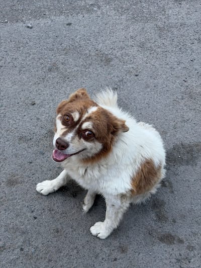 A high-angle, eye-level shot shows a medium-sized dog lying on a gray asphalt surface. The dog is predominantly white with patches of brown fur on its head and back. Its eyes are a warm brown, and its mouth is open, with its pink tongue visible. The dog appears to be looking directly at the camera with an alert and possibly happy expression. Its ears are perked, and its tail is not fully visible but appears to be fluffy. The asphalt is textured with small stones and some darker, wet-looking patches. The lighting suggests it is daytime, and the absence of shadows indicates overcast or diffused light. The setting appears to be an outdoor urban or rural environment given the asphalt. There is no visible text in the image.