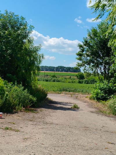 The image depicts a rural scene on a sunny day. The foreground is a dirt path leading into a field. To the left and right of the path, lush green trees and bushes create a natural frame for the view ahead. Beyond the path, a vast green field stretches out, likely crops, under a bright blue sky dotted with white, fluffy clouds. In the distance, a line of trees forms a dark border along the horizon, with a lighter colored field visible beyond them. The overall impression is one of a peaceful, rural landscape in good weather. The time of day appears to be midday, given the bright sunlight and clear shadows. There is no visible activity or event taking place, suggesting a static, natural scene. No text is visible in the image. The scene's location in Psilske, Ukraine, further grounds it in a specific geographical context.