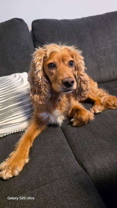 The image shows a light brown dog with floppy ears and curly fur lying on a dark gray sofa. The dog is positioned in the center of the frame, with its head slightly turned to the right. To the left of the dog, there is a pillow with a white background and gray horizontal stripes. The dog's front left paw is extended forward, resting on the sofa. The background consists of the dark gray sofa and a white wall. The bottom left corner of the image displays the text "Galaxy S25 Ultra." There is no indication of the location being in Ezerovo, Bulgaria.