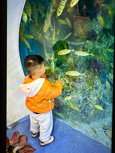 A young child, viewed from behind, stands before a large glass aquarium. The child is wearing an orange puffer jacket with a white hood featuring small ear-like protrusions, light grey sweatpants, and white sneakers with brown soles. Both hands are pressed flat against the clear glass surface of the aquarium. The child's head is turned to the right, facing the interior of the tank.

Inside the aquarium, numerous fish with yellow bodies and distinct black horizontal stripes are visible, swimming among artificial rock formations and coral-like structures rendered in shades of green, brown, and grey. The water within the tank appears clear with a blue tint. The floor in the immediate foreground is a speckled blue. A reddish-green plant is partially visible in the lower-left corner of the image. This scene is located within a public marine exhibit in Tianya District, China.